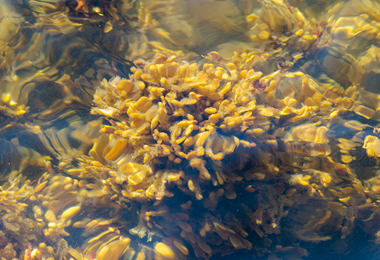 plants under water