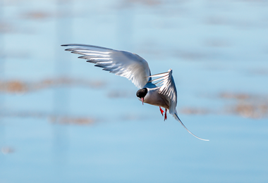 seagull