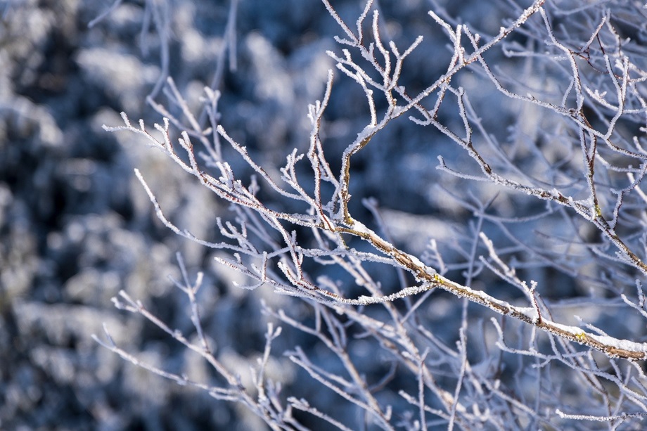 Winter