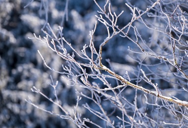 Winter