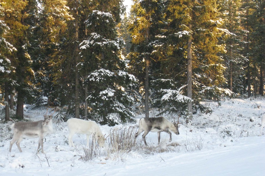 Three reindeers by Gillitie