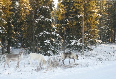 Three reindeers by Gillitie